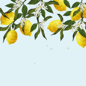 ALPHONSE - Papier peint panoramique citrons